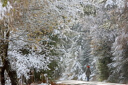 Spaziergang im ersten Schnee, Spätherbst auf dem Mieminger Plateau, Tirol, Österreich