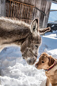 Donkey with dog in the snow, Himmelberg, Carinthia, Austria