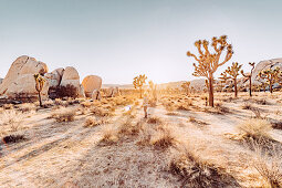 Frau steht bei Sonnenuntergang im Joshua Tree National Park, Joshua Tree, Los Angeles, Kalifornien, USA, Nordamerika