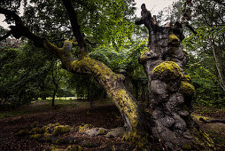 Old beeches in Hutewald Halloh, Albertshausen, Bad Wildungen, Waldeck-Frankenberg, Hesse, Germany, Europe