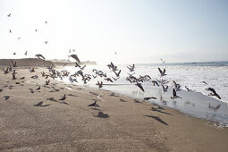 Seagulls on the beach at Hearst San Simeon State Park in the early morning, California, USA.