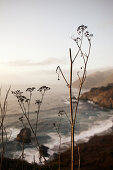 Dry autumn plants in the evening light at Big Sur on Highway 1, California, USA.