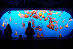 Silhouettes of visitors in front of a jellyfish tank at the Monterey Bay Aquarium in Monterey, California, USA.