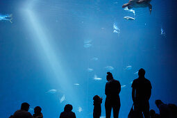 Silhouetten von Besuchern vor einem großen Aquarium im Monterey Bay Aquarium in Monterey, Kalifornien, USA.