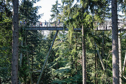 View of the treetop path in Neuschönau, Bavarian Forest National Park, Neuschönau, Bavaria, Germany, Europe