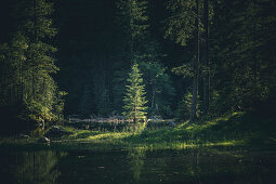 Atmospheric mountain lake (Gosaulacke) with conifers on the shore.