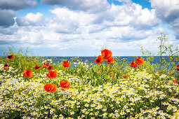 Poppies and mother flowers on the coast, Baltic Sea, Ostholstein, Schleswig-Holstein, Germany