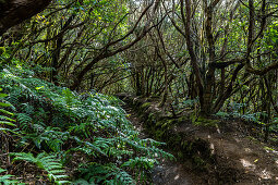 Hiking trail &quot;Bosque Encantado&quot; with moss-covered trees in the cloud forest of the Anaga Mountains, Tenerife, Spain