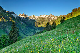 Flower meadow in front of Schochen and Seeköpfe, Käseralp, Hintersteiner Tal, Allgäu Alps, Allgäu, Swabia, Bavaria, Germany