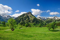 Wiese mit Bergahorn, Giebel, Schochen und Seeköpfe im Hintergrund, Hintersteiner Tal, Allgäuer Alpen, Allgäu, Schwaben, Bayern, Deutschland