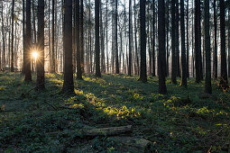 Sonnenaufgang im Westerwald, Rheinland-Pfalz, Deutschland