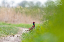 Pheasant, male, on a dirt road, Klostersee, Ostholstein, Schleswig-Holstein, Germany