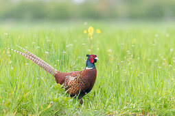 Pheasant, male, on a grass field, Klostersee, Ostholstein, Schleswig-Holstein, Germany