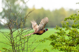 Pheasant, male, in flight, Klostersee, Ostholstein, Schleswig-Holstein, Germany