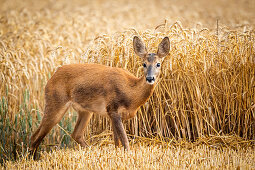 Roe deer, female in wheat field, Georgshof, Ostholstein, Schleswig-Holstein, Germany