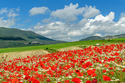 Blühendes Mohnfeld, Castelluccio, Sibillinische Berge, Monti Sibillini, Nationalpark Monti Sibillini, Parco nazionale dei Monti Sibillini, Apennin, Marken, Umbrien, Italien