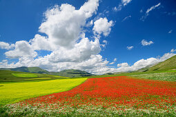 Blühendes Mohn- und Rapsfeld, Castelluccio, Sibillinische Berge, Monti Sibillini, Nationalpark Monti Sibillini, Parco nazionale dei Monti Sibillini, Apennin, Marken, Umbrien, Italien