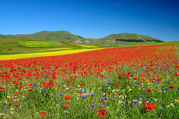 Blooming poppy and rapeseed field, Castelluccio, Sibillini Mountains, Monti Sibillini, Monti Sibillini National Park, Parco nazionale dei Monti Sibillini, Apennines, Marche, Umbria, Italy