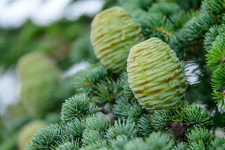 Young cones on Atlas cedar, Atlas cedar, Cedrus atlantica, Foret de Cedres, Luberon, Luberon Nature Park, Vaucluse, Provence-Alpes-Cote d'Azur, France