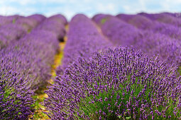 Blühendes Lavendelfeld, Valensole, Naturpark Verdon, Alpes-de-Haute-Provence, Provence-Alpes-Côte d´Azur, Frankreich