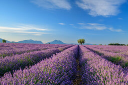 Blühendes Lavendelfeld mit Le Grand Marges im Hintergrund, Valensole, Naturpark Verdon, Alpes-de-Haute-Provence, Provence-Alpes-Côte d´Azur, Frankreich