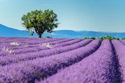 Blooming lavender field with tree, Valensole, Verdon Nature Park, Alpes-de-Haute-Provence, Provence-Alpes-Cote d´Azur, France