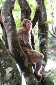 Barbary macaques in Affenberg near Salem, Lake Constance, Baden-Württemberg, Germany