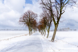 Winterliche Allee mit Schnee in Ostholstein, Neukirchen, Schleswig-Holstein, Deutschland