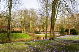 Krokusblüte im Schlosspark Husum, Nordfriesland, Schleswig-Holstein, Deutschland