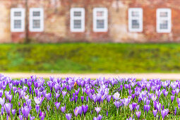 Crocus blossom in Husum Palace Park, North Frisia, Schleswig-Holstein, Germany