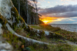 Autumn in the ghost forest on the German Baltic Sea coast, between Nienhagen and Heiligendamm, Germany, Europe.