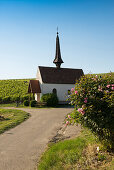 Chapel in the vineyards, Eichert Chapel, Jechtingen, Kaiserstuhl, Baden-Württemberg, Germany