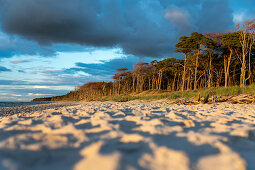 Nachmittagsstimmung am Weststrand vom Darß im Nationalpark vorpommersche Boddenlandschaft, Fischland-Darß-Zingst, Mecklenburg-Vorpommern, Deutschland, Europa.