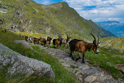 Ziegen an der Oberkaseralm, Naturpark Texelgruppe, Südtirol, Italien