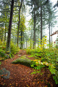 Autumn in the Steinwald Nature Park, Erbendorf, Tirschenreuth, Upper Palatinate, Bavaria, Germany