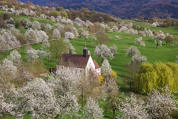 Berghauser Kapelle inmitten von blühenden Kirschbäumen auf den Berghauser Matten bei Ebringen, Breisgau, Baden-Württemberg, Deutschland, Europa
