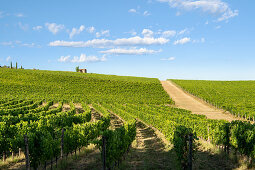 Weinberg in der Landschaft an einem sonnigen Sommertag, Toskana, Italien