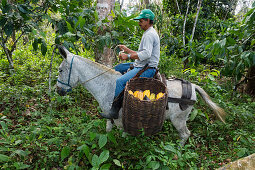 Organic cocoa harvest on the Almada Farm, coastal rainforest, Mata Atlantica, Bahia, Brazil, South America
