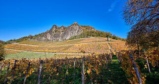 Autumn vineyard with Siegfriedsfelsen near Bad Honnef-Rhöndorf, Germany