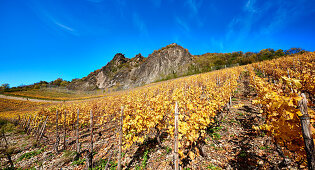 Herbstlicher Weinberg mit Siegfriedsfelsen bei Bad Honnef-Rhöndorf, Nordrhein-Westfalen, Deutschland