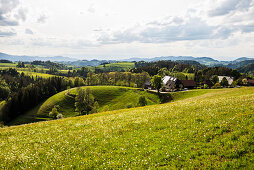 Hilly landscape and flower meadow, near St Märgen, Black Forest, Baden-Württemberg, Germany