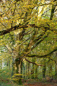 Colorful autumn forest near Saint Saveur le Vicomte on the Cotentin Peninsula, Normandy, France.