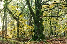 Colorful autumn forest near Saint Saveur le Vicomte on the Cotentin Peninsula, Normandy, France.