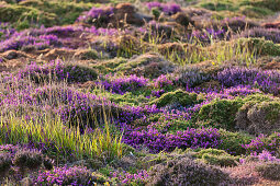 Blooming heathland in the warm evening light on the high plateau of Cap Frehels.