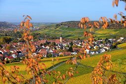 Weinfelder bei Sommerhausen am Main mit Blick bis Würzburg, Unter-Franken, Bayern, Deutschland