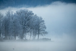 Grove of trees covered with hoarfrost on the banks of Lake Kochel, Bavaria, Germany.