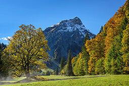 Bergahorn im Herbstlaub mit Giebel im Hintergrund, Ostrachtal, Allgäu, Allgäuer Alpen, Schwaben, Bayern, Deutschland