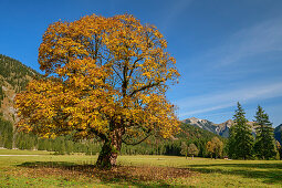 Bergahorn im Herbstlaub, Rissbachtal, Karwendel, Naturpark Karwendel, Tirol, Österreich