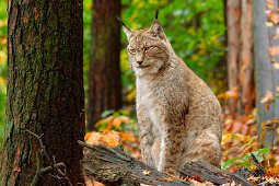 Luchs beobachtet aufmerksam die Umgebung, Lynx, Bad Schandau, Nationalpark Sächsische Schweiz, Sächsische Schweiz, Elbsandstein, Sachsen, Deutschland
