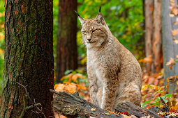 Lynx attentively observes the surroundings, Lynx, Bad Schandau, Saxon Switzerland National Park, Saxon Switzerland, Elbe Sandstone, Saxony, Germany